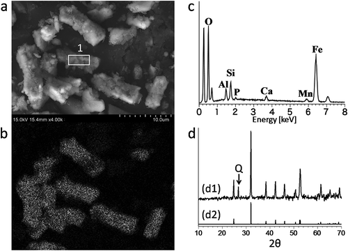 Figure 1. (a) Scanning electron microscope image of siderite. (b) Energy-dispersive X-ray (EDX) mapping image of iron in siderite. (c) EDX spectrum corresponding to point 1 in a; O: oxygen, Al: aluminum, Si: silicon, P: phosphorus, Ca: calcium, Mn: manganese, Fe: iron. (d) d1: X-ray diffraction (XRD) chart of powdered siderite sample; a rising baseline due to an iron-rich sample was corrected to be nearly flat to compare the peak positions with reported data. d2: XRD chart of powdered siderite reported by Brindley and Brown (Citation1980), Q: quartz.