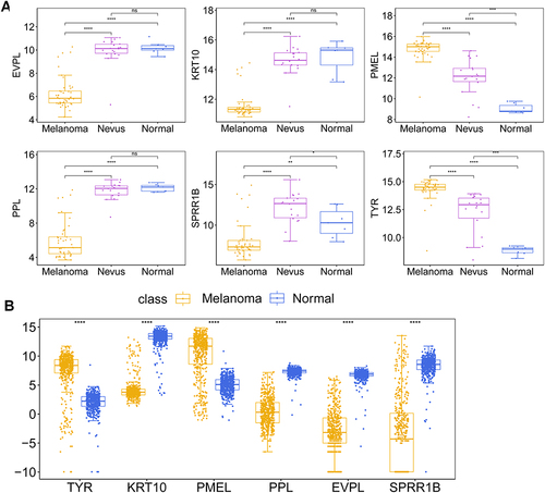 Figure 8 Validation of hub gene expression. (A) Box plot of the expression changes of the six hub genes in the normal, nevus and melanoma groups in the GSE3189 dataset. (B) Box plot of the expression changes of the six hub genes in the normal and cancer groups in the TCGA + GTEX dataset. n.s. means no significant differences between two groups, * Represents P< 0.05, ** Represents P<0.01, *** Represents P<0.001, **** Represents P<0.0001.