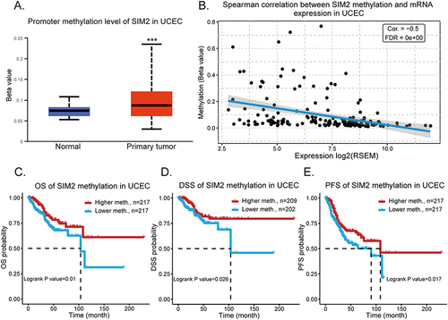 Figure 5 The clinical significance of SIM2 methylation. (A) SIM2 promoter methylation status in UCEC by UALCAN. (B) Correlation of SIM2 mRNA expression and its DNA methylation by GSCA. (C-E) Relationship between SIM2 methylation and OS (C), DSS (D) and PFS (E) of UCEC patients as revealed by GSCA. ***: p-value <0.001.