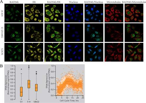 Figure 2 Intracellular localization of RAD54L. (A) Immunofluorescence staining of endoplasmic reticulum (ER), nucleus and microtubules of RAD54L-expressing subcellular distribution in A-431, U-251MG and osteosarcoma (OS) cells. (B) Relationship of RAD54L and the cell cycle.