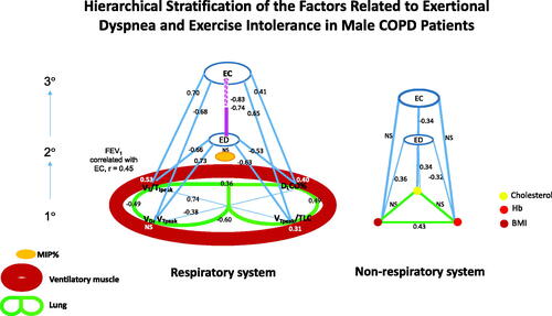 Figure 3. Hierarchical stratification of the pathophysiology of exertional dyspnoea and exercise intolerance (from primary (1°) to secondary (2°) to tertiary(3°)). Respiratory system (left Panel): the bottom (large circles indicating the lungs) indicates the relationships across the four primary pulmonary factors (PPFs); the large oval shape represents ventilatory muscle and the solid oval shape represents MIP%; the oval shape marked with ED i.e. exertional dyspnoea below the top oval shape is correlated with the PPFs; the top oval shape marked with EC i.e. exercise capacity is correlated with the PPFs and EC includes work rate at peak exercise % predicted (WRpeak%) and oxygen uptake per kg at peak exercise (V′O2peak/kg). MIP%: maximum inspiratory pressure % predicted. Numbers indicate significant correlation coefficients; Numbers on the large oval shape indicate correlation coefficients between the PPFs and MIP%; NS indicates not significant. VT/TIpeak: tidal inspiratory flow; DLCO%: diffusing capacity of lung % predicted; VTpeak/TLC: peak tidal lung expansibility; VD/VTpeak: peak dead space fraction. The correlation coefficients of ED with WRpeak% = -0.83; of ED with V′O2/kg peak = -0.74. Non-respiratory system (right panel): the bottom triangle indicates the relationships across the three primary non-pulmonary factors. The top circle indicates the cholesterol level; the right circle indicates haemoglobin (Hb) level; the left circle indicates body mass index (BMI).