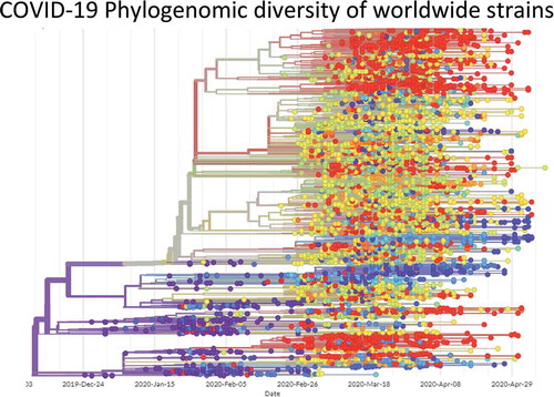 Figure 2. Phylogenomic diversity of COVID-19 viruses from the coronavirus pandemic. Each dot represents a viral strain, and different colours represent different countries. The date of isolation of strains is mentioned at the bottom line. The image is constructed from GISAID Next hCoV-19 app. The date of isolation of strains is mentioned at the bottom line. The data was accessed on 17th May 2020