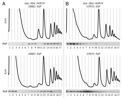 Figure 7 Depletion of Nop19p affects the sedimentation profile of Dhr2p and Utp25p. Strains expressing TAP-tagged versions of Dhr2p (A) and Utp25p (B) that were otherwise WT or expressing 3HA-Nop19p under the control of the GAL1 promoter were transferred from galactose- to glucose-based medium and grown for 3 h. Total extracts prepared from these cells were sedimented through sucrose gradients. Western blot experiments were carried out using rabbit PAP to detect TAP-tagged proteins in the different fractions.