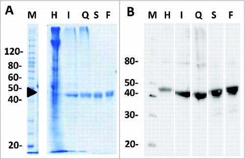 Figure 3. SDS-PAGE analysis of in process samples (A) Coomassie stained SDS-PAGE (10%) of non-reduced purification in process samples; M – molecular weight markers, H – homogenate, I – immobilized metal affinity chromatography (IMAC) eluate, Q – ion exchange chromatography eluent, S – size exclusions chromatography pooled eluent, F – final purified Na-APR-1 (M74). (B) Western blot of non-reduced process samples probed with an anti-APR1 primary antibody.