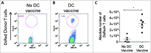Figure 4. DC vaccine is required for T cell persistence. (A) In vivo frequency of adoptively transferred antitumor DsRed+ T lymphocytes was measured in lymph nodes one week after ACT without RNA-pulsed DC vaccine or (B) after RNA-pulsed DC vaccine. (C) Enumeration of DsRed+ adoptively transferred T cells in lymph nodes with or without DC vaccination (*p = 0.002, Mann–Whitney test, n = 6).