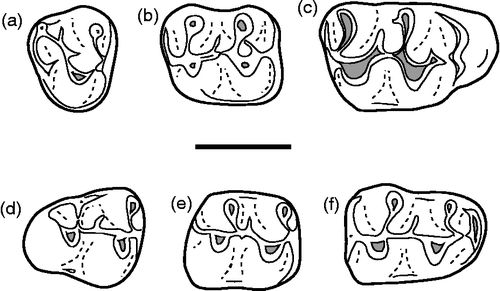 Figure 7 Democricetodon khani. Anterior is to the right. (a) PMNH 538, right M3; (b) PMNH 355, right M2; (c) PMNH 349, left M1 (reversed); (d) PMNH 496, right m3; (e) PMNH 358, right m2; (f) PMNH 376, right m1. Scale bar = 1 mm.