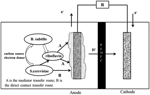 Figure 6. Schematic diagram of the anode electron transfer pathway of mixed cultures MFC