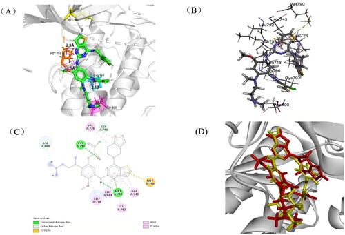 Figure 9. The binding models of B1 with EGFRT790M (PDB code: 3IKA). (A,B) Docking of compound B1 with 3IKA; (C) 2D diagram of the interaction between B1 and 3IKA; (D) B1 (Red) overlapping with olmutinib (yellow).