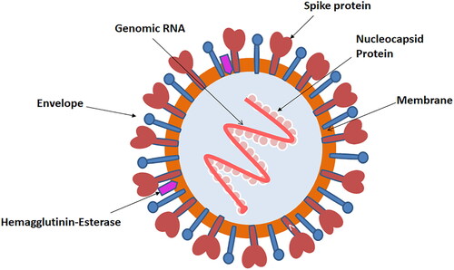 Figure 2. The structure of novel SARS-CoV-2. The virion has nucleocapsid composed of genomic RNA and phosphorylated nucleocapsid (N) protein, which is buried inside phospholipid bilayers and covered by the spike glycoprotein trimmer (S). The membrane (M) protein hemagglutinin-esterase (HE) and the envelope (E) protein are located among the S proteins in the virus envelope. The structural detail of SARS-CoV-2 was derived from the recently published studies (Astuti & Ysrafil, Citation2020; Shereen et al., Citation2020).