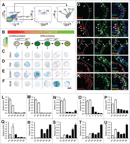 Figure 1. Analysis of spermatogonial differentiation by flow cytometry. (A) representative flow profile of separating spermatogonia differentiation into P1 to P6 by using a combination of markers for undifferentiated SSC (α6-integin), differentiating spermatogonia (c-Kit), and GFP driven by the Stra8 promoter. Note the concomitant decrease of α6-integrin level with GFP in the c-KitPos α6-integrinlow population. (B) schematic diagram showing progression of spermatogonial development from P1 to P6. C–F, immunohistochemistry staining of cells from P1 to P6 populations isolated from 4-weeks old juvenile pStra8-GFP mice. Expression of Gfra1 (C), Plzf (D), Sohlh1 (E), and Stra8 (F) was detected by alkaline phosphatase (AP). Cells shown are magnified views of a single cell. G–K, dual-immunofluorescence staining of GFP (green) with Gfra1 (G), Plzf (H), Sohlh1 (I), Stra8 (J), and Sycp3 (K) (red) in 4-weeks old juvenile mouse testes. L–U, qPCR analysis of relative mRNA expression of the indicated genes in P1 to P6. Twenty,000 cells were isolated from 4-weeks old juvenile pStra8-GFP mice by FACS as shown in panel A. mRNA levels are normalized to those of β-actin. Data are representative of 3 independent set of experiment. Graphs represent mean ± standard deviations from duplicate reactions.