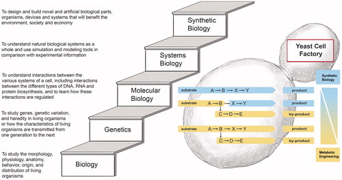 Figure 4. The evolution of Biology, Genetics, Molecular Biology and Systems Biology into Synthetic Biology, and the overlap between Metabolic Engineering and Synthetic Biology (as described by Nielsen and Keasling [Citation90]). The first approach (bottom metabolic pathway in the diagram) summarizes the standard approach where a naturally producing yeast is selected as a “cell factory” for production of the desirable product. Typically the flux toward the product is naturally low, but through the use of traditional, non-GM strain improvement or the use of directed genetic modifications – metabolic engineering – it is possible to increase the flux toward the product. In the second approach (middle metabolic pathway in the diagram), the yeast cell does not naturally produce the product of interest. By including a synthetically designed pathway into the yeast cell, the yeast acquires the ability to produce the product, often in small amounts initially. However, through pathway optimization the flux through this synthetic pathway can be increased to ensure a high flux toward the product. This approach applies concepts from both Metabolic Engineering and Synthetic Biology. In the third approach (top metabolic pathway in the diagram), a complete synthetic yeast cell could potentially be constructed such that it is dedicated to producing a desirable product.[Citation90]