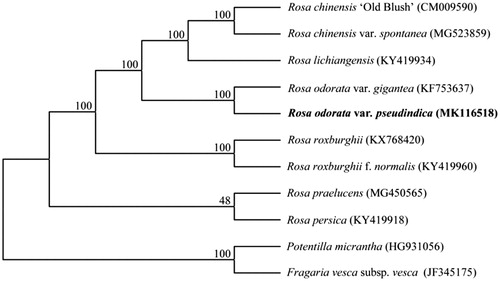 Figure 1. Phylogenetic relationship among Rosa species based on the maximum likelihood (ML) analysis of the complete plastid genome sequences. Bootstrap support values (%) are indicated in each node.