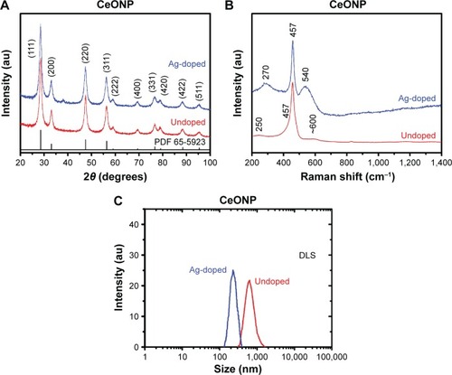 Figure 1 Diffraction, Raman, and DLS analyses of ceria nanoparticles.Notes: Contrast is made between the silver-doped and undoped CeONP samples in (A) X-ray diffraction patterns, (B) Raman spectra, and (C) DLS results. PDF 65-5923 is the standard diffraction pattern for undoped ceria of fluorite structure.Abbreviations: CeONP, cerium oxide nanoparticles; DLS, dynamic light scattering.