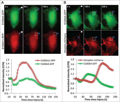 Figure 2. S100A4 and S100A11 are recruited to the site of injury before actin build-up. HeLa cells were transiently transfected to express (A) S100A4-GFP and S100A11-RFP or (B) S100A4-GFP and the F-actin reporter protein Utrophin-mCherry. The cells were injured focally by a pulsed laser (white arrow) and the response of the proteins was monitored live as the cells underwent repair in the same way as we described previously.Citation13 The plot shows the kinetics of accumulation of individual proteins at the repair site (blue arrow) marked by the white box.
