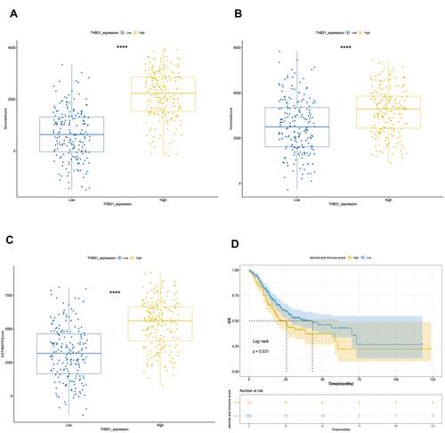 Figure 5 Relationship between THBS1 and immune and stromal scores in GC. (A) High THBS1 expression was associated with high stromal score in GC. (B) High THBS1 expression was associated with high immune score in GC. (C) High THBS1 expression was associated with high immune and stromal scores in GC. (D) High immune score and stromal score are negatively associated with prognosis of GC. ****P<0.0001.