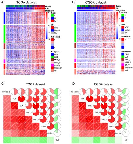 Figure 5 The relationship between MIR155HG and inflammatory activities in TCGA and CGGA datasets. (A and B) Heatmaps displaying the clinicopathological parameters, MIR155HG expression, and seven inflammatory metagenes. (C and D) Corrgrams were established based on the relationship between MIR155HG expression and seven inflammatory metagenes.