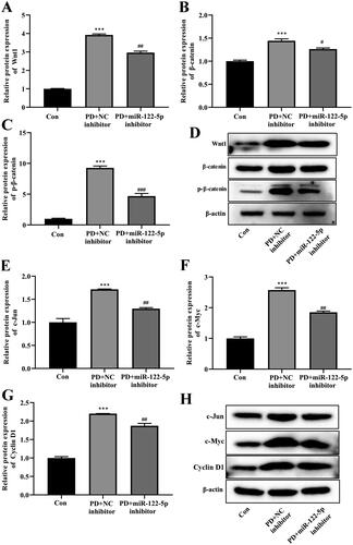 Figure 4. MiR-122-5p down-regulating inhibited the activity of canonical Wnt/β-catenin signaling pathway. Western blot showed the expression of Wnt1, β-catenin, p-β-catenin, c-Jun, c-Myc, and Cyclin D1 in peritoneum of different groups. ***p< .001 versus the control (Con) group. #p<.05, ##p<.01, ###p<.001 versus the PD + NC inhibitor group. n = 6 (Con group), n = 5 (PD + NC inhibitor group), n = 5 (PD + miR-122-5p inhibitor group).