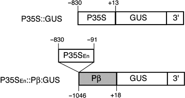 Figure 1  Schematic diagram of the plasmid constructs used in the transient assay (redrawn from Awazuhara et al. 2002a). P35S, the –830∼+13 region CaMV 35S RNA promoter; P35SEn, the –830∼–91 region of the CaMV 35S RNA promoter; Pβ, the –1046∼+18 region of the β subunit gene; GUS, β-glucuronidase Open Reading Frame (ORF); 3′, 3′ end of the α′ subunit gene of β-conglycinin (Adiputra and Anderson 1992).
