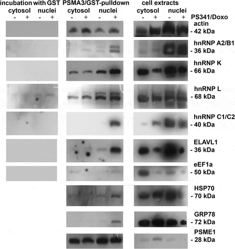 Figure 4. Western blotting of PSMA3-bound proteins.