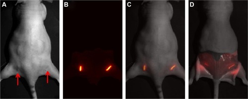 Figure 5 Example in vivo fluorescence image sequence of Cy7.5 spacers.Notes: (A) White light image of a mouse with red arrows indicating the location of the implanted spacers, (B) normalized fluorescence image, (C) normalized fluorescence image overlaid on white light image at minute 1, and (D) overlaid fluorescence image acquired on day 15 after dissection of spacer from the mouse.Abbreviation: Cy7.5, Cyanine 7.5.