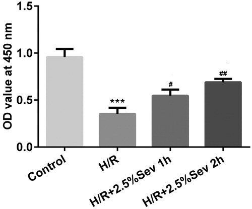 Figure 1. Sevoflurane protected H9C2 cells from H/R-induced decrease of cell viability. H9c2 cells were exposed to 1 h and 2 h of 2.5% sevoflurane 24 h before H/R for 24 h followed by H/R. Cell viability was measured with CCK8 assay. Data are represented as mean values ± SEM. ***p < 0.001 vs. control group, #p < 0.05, ##p < 0.01 vs. H/R group. H/R, hypoxia/reoxygenation; Sev, sevoflurane.