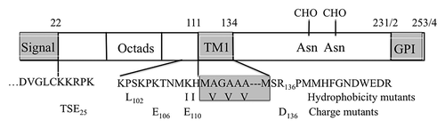 Figure 1. PrP sequence emphasizing segments relevant to this paper. The sequence elements shown are nearly identical in Hu, SHa and MH2M PrP’s, sharing all of the charged residues shown. MH2M, a mouse-hamster chimera, lacks Gly55. Hu numbering is used. The TM1 segment (112–134) and terminal signal sequences are shown as gray boxes. The mutations shown include KH-II (K110I, H111I) and A3V (A113V, A115V, A117V), principally affecting TM1 hydrophobicity, and P102L, all studied in mice.Citation37 The R136D, K106E and K110E mutations alter ΔCh across TM1 and the TSE25 (K23T, K24S, R25E) mutation at the mature N-terminus alters ΔCh across the signal peptide.