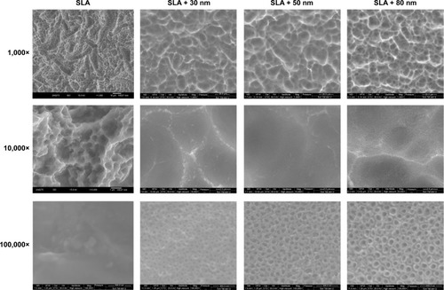 Figure 1 Representative FE-SEM pictures of the SLA and hierarchical micro/nanotextured surfaces (SLA + 30 nm, SLA + 50 nm, and SLA + 80 nm).Notes: The nanotubes were found to have 30 nm, 50 nm, and 80 nm outer diameters. The sharp edges can be smoothed. Nanotubes of different sizes were formed on the microstructured surface and were distributed relatively uniformly.Abbreviations: FE-SEM, field emission scanning electron microscopy; SLA, sandblasting with large grit and acid etching.