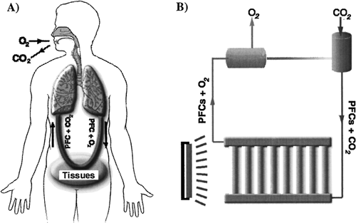 Figure 1. The application of PFCs on gas exchange systems for human and algae. A) PFCs carry oxygen from lungs to tissues, while carbon dioxide released from cells is transported to the lung for ventilation by PFCs; B) The function of PFCs in the human system is reversed in the algal photosynthetic system.