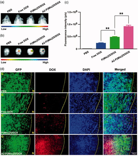 Figure 4. DOX glioma distribution after intravenous injection of mice with either free DOX, P(MIs)25/DOX, and A2-P(MIs)25/DOX. (a) Bioluminescence of luciferase-expressing tumor cells 10 min after injection with luciferin solution. (b) Fluorescence image of free DOX, P(MIs)25/DOX, and A2-P(MIs)25/DOX in excised mouse brains. (c) Quantitative analysis of DOX in excised mouse brains. Data are presented as the mean ± SD (n = 3, **p < .01). (d) Fluorescence microscope images showing the distribution of DOX in the glioma following intravenous injection of free DOX, P(MIs)25/DOX, and A2-P(MIs)25/DOX. Green regions were glioma tissues, red regions were DOX fluorescence and cell nuclei were stained with DAPI (blue). Scale bar, 100 µm. G: glioma, N: normal brain tissues. Yellow dashed line = boundary of the glioma.