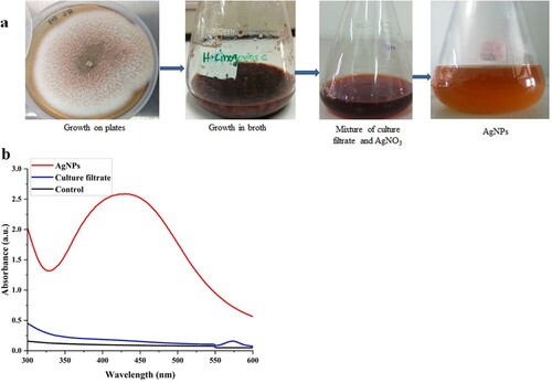 Figure 1. Green synthesis of silver nanoparticles by thermophilic mould. (a) General steps of extracellular silver nanoparticles (AgNPs) synthesis by Thermomyces lanuginosus. (b) UV-Vis spectrum of mycosynthesized AgNPs.