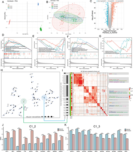 Figure 1 Identification of molecular mechanisms associated with psoriasis. (A and B) Principal component analysis (PCA) shows the gene expression distribution in 3 psoriasis cohort samples (GSE13355, GSE30999, and GSE14905) before (A) and after (B) batch effect correction. (C) Volcano plots showing the DEGs between lesioned psoriasis samples and non-lesioned skin samples in merged cohort. Red dots represent genes that are upregulated in lesions, blue dots indicate genes that are downregulated in lesions, and gray dots represent genes for which the differences are not statistically significant. (D–G) (D and E) Up (D) and down (E)-regulated GO pathways in lesioned psoriasis samples. Different gene sets are represented with lines of unique color. Only gene sets with adjusted p < 0.05 and FDR q < 0.1 were considered significant. Several major gene sets are shown in the plot. (F and G) Up (F) and down (G)-regulated KEGGpathways in non-lesioned skin samples, similar to (D and E). (H) Co-expression network representing DEGs in the merged dataset . Each node represents a module, and the larger the node, the more genes the module contains. The merged dataset includes GSE13355, GSE30999, and GSE14905. See also Figure S1. (I) The signaling pathways involved in C1_2 (associated with (H) by green line) and C1_3 (associated with (H) by blue line) were enriched using the “simplifyEnrichment” package. On the left, a bar chart illustrates the extent to which various GO terms have been enriched within different modules, and a heat map shows the clustering of 287 GO terms in the middle, and important GO terms are summarized in the word cloud on the right. A redder color indicates a higher similarity between GO terms and a lower P-value. (J and K) Differential expression of hub genes of C1_2 (J) and C1_3 (K) between normal and psoriasis samples in merged cohort (Kruskal-Wallis test). Asterisk represents P-value (***P < 0.001).