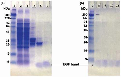 Figure 2. SDS-PAGE analysis of EGF variants during purification. Polyacrylamide gels were stained with Coomassie Brilliant Blue. Lane 2; total soluble protein from the supernatant of the cell lysate. Lane 3; supernatant that did not bound to the GS resin. Lane 4; the adsorbate of the GS resin eluted by SDS-loading buffer. Lane 5; the eluted proteins after thrombin digestion. Lane 6; wild type EGF after biotin-avidin purification. Lane 8, 9, 10, and 11; comparisons of WT, SR, RS, and RR EGF after final biotin-avidin purification. Lane 1 and 7; protein markers. The EGF bands are indicated by arrows