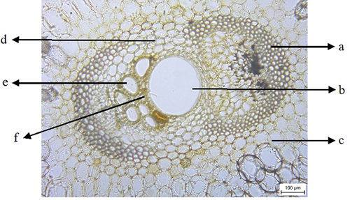 Figure 4. The Cross-section image of sugar palm frond (magnification 10×): a: sclerenchyma fiber; b: metaxylem vessel; c and d: parenchyma cell; e: phloem; f: sclerenchyma sheath protoxylem.