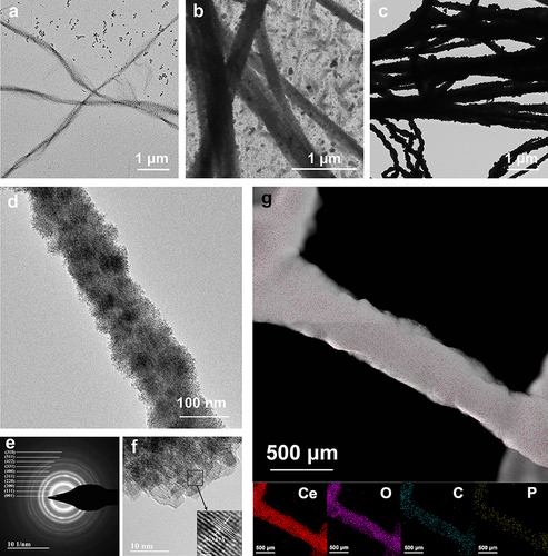 Figure 1 TEM, HRTEM, STEM, and mapping images of collagen fibrils treated with BMS. (a) TEM image of Ce-collagen fibrils after incubation for 3 d, revealing high electron density. (b) After 7 d of incubation, mineral deposition within collagen fibrils could be observed. (c) Dense minerals deposited within Ce-collagen fibrils after 14 d. (d) HRTEM image reveals intrafibrillar mineralization after 14 d. (e) The SEAD pattern unravels the mineral form within the Ce-collagen fibrils with 111, 220 and 311 diffraction rings. (f) HRTEM image shows the typical interplanar spacing: 3.19 Å. (g) The STEM image of the mineralized collagen and elemental mapping reveals the even distribution of the elements. The scale bars for each figure are located at the corner of the panels.