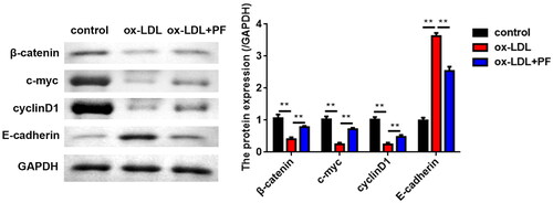 Figure 3. PF suppresses the activation of the Wnt/β-catenin pathway. The expression of Wnt/β-catenin pathway-related factors β-catenin, c-myc, cyclin D1 and E-cadherin was examined using western blot. GAPDH was the internal control. **p < 0.01.