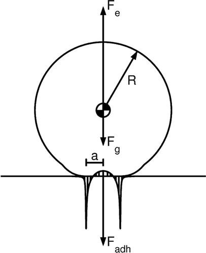 FIG. 1 Forces acting on a microsphere resting on a surface in the presence of an electric field where R is the particle radius, a the contact radius, F e the electrostatic force acting on the particle, F g the gravitational force, and F adh the adhesion force, which is the sum of the Hertzian and adhesive forces. At the moment of detachment, F adh = F po and is termed the pull-off force.