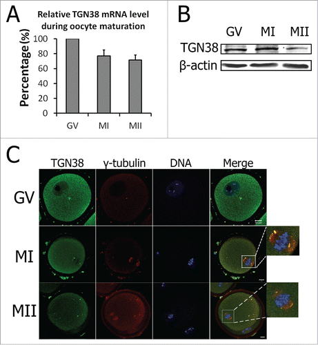 Figure 1. Expression and localization of TGN38 in mouse oocytes during meiotic maturation. (A) Relative level of TGN38 mRNA in mouse oocytes during meiotic maturation. TGN38 mRNA levels were normalized to the maximum levels at GV stage. Samples were collected for quantitative RT-PCR when the oocytes were cultured for 0 h, 8 h or 12 h, corresponding to GV, MI or MII stages, respectively. Each sample contains 50 oocytes. (B) Protein level of TGN38 in mouse oocytes at GV, MI and MII stages. Each sample contains 200 oocytes. (C) Oocytes at GV, MI or MII stages were co-stained anti-TGN38 (green) and anti-γ-tubulin (red) antibodies. Besides the localization in the cytoplasm, TGN38 co-localized with γ-tubulin during oocyte maturation. Bars, 10 μm.