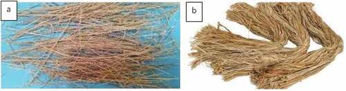 Figure 1. (a) Bamboo fibers. (b) Jute fibers.