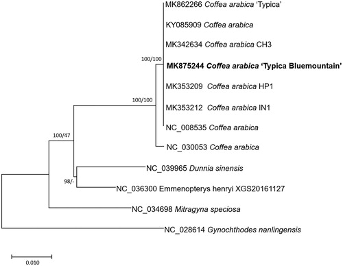 Figure 1. (A) Neighbor joining (bootstrap repeat is 10,000) and maximum likelihood (bootstrap repeat is 1000) phylogenetic trees of seven Coffea and four Rubiaceae complete chloroplast genomes: seven Coffea arabica (MK875244 in this study, MK862266, MK353212, NC_008535, KY085909, MK342634, and MK353209), Coffea canephora (NC_030053), Mitragyna speciosa (NC_034698), Dunnia sinensis (NC_039965), Emmenopterys henryi (NC_036300), and Gynochthodes nanlingensis (NC_028614). The numbers above branches indicate bootstrap support values of neighbor joining and maximum likelihood phylogenetic trees, respectively.