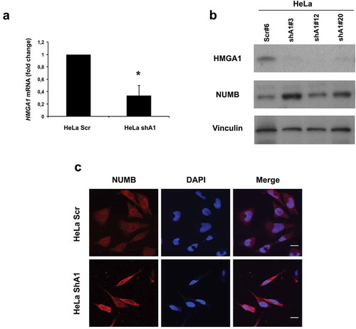 Figure 2. HMGA1-KD HeLa cells overexpress NUMB. (A) qRT-PCR for HMGA1 performed in scramble- (HeLa scr) and HMGA1 shRNA-transfected HeLa cells (HeLA shA1). Fold changes are shown as mean value ± SD of three different clones, relative to scramble-transfected cells, with respect to actin expression. Representative experiment (*p ≤ 0.05, Student’s t-test). (B) Western blot for HMGA1 and NUMB in one HeLa scramble clone and three different shA1 clones. Vinculin expression was used as loading control. (C) Representative images of immunofluorescence staining for NUMB in HeLa scr and shA1 clones. Nuclei were stained with DAPI. Magnification: 63X.