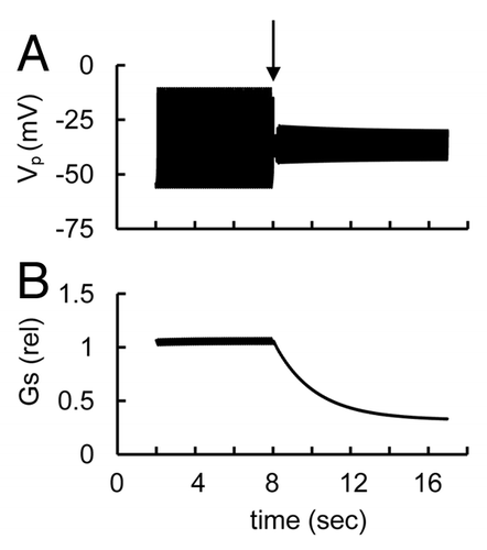 Figure 9. Simulated glucose induced spike pattern and glucagon secretion in response to the L-type Ca2+ channel blocker at increased L-type Ca2+ channel conductance (to compare with basal level) (illustration to Sec. 3.3.7). (A) PM voltage and (B) relative glucagon secretion rate transients. The maximal conductance (gmCaL, Eqn. A22) was decreased from 0.4 nS to 0.05 nS at arrow. gmNa (Eqn. A14) was decreased from 32 nS (basal level, Table 2) to 22 nS, gmKATP (Eqn. A1) was decreased from basal level (30 nS, Table 2) to 25 nS and PmCap (Eqn. A38) was increased from basal level (300 fA, Table 2) to 500 fA to compensate for an influence of increased L-type Ca2+ channel current. These changes lead to a possibility that to AP firing may be blocked in response to the L-type Ca2+ channel blocker. Other coefficients and initial conditions were as in Figure 3.
