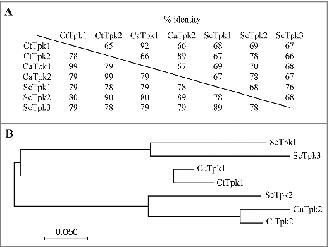 Figure 1. Identification of C. tropicalis PKA catalytic subunits (Tpk1 and Tpk2). (A) The amino acid identity of Tpk proteins from C. albicans (Ca), C. tropicalis (Ct), and S. cerevisiae (Sc). Numbers above the diagonal line indicate sequence identity between the full-length proteins, while numbers below represent the identity of PKA domain (accesion:cd05580). (B) Phylogenetic tree of the PKA catalytic subunits of C. albicans, C. tropicalis, and S. cerevisiae. The amino acid identity and the multiple alignment were analyzed and constructed using the Clustal Omega program (http://www.ebi.ac.uk/Tools/msa/clustalo/). The phylogenetic tree was constructed in MEGA7 [Citation68] software using Maximum Likelihood method based on the JTT matrix-based model [Citation69]. The black bar indicates an evolutionary distance of 0.05 substitutions per site. Proteins and GenBank accession numbers: CaTpk1, XP_723574.1; CaTpk2, XP_714866.2; CtTpk1, XP_002549018.1; CtTpk2, XP_002547429.1; ScTpk1, NP_012371.2; ScTpk2, NP_015121.1; ScTpk3, NP_012755.1.