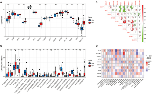 Figure 3 Identification of DRGs and Immune cell infiltration analysis in UC. (A) Boxplots showed the expression of 15 CRGs between UC and controls. (B) The correlation coefficients were marked with the area of the pie chart. (C) Boxplots shows the differences in immune cell infiltration between UC samples and control samples. (D) Correlation analysis between 10 differentially expressed DRGs and immune cells. *P < 0.05, **P < 0.01, ***P < 0.001, ns: no significant.