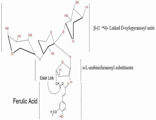 Figure 5. Chemical structure of a representative fraction of a ferulated arabinoxylan