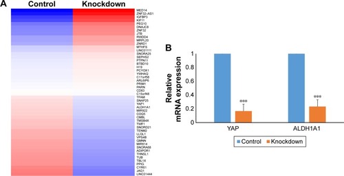 Figure 5 ALDH1A1 expression depends on YAP in bladder cancer cells.