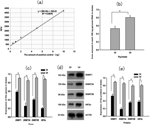 Figure 1. (a) The standard curve for quantifying genomic DNA methylation. (b) Genomic DNA methylation levels in testes. (c) Expression of DNA methyltransferases (DNMT1, DNMT3A, DNMT3B) and hypoxia-inducible factor 2α (HIF2α) mRNA in testes. (d) Western blot (WB) analysis of the four proteins (DNMT1, DNMT3A, DNMT3B and HIF2 α). ACTIN was used as a loading control. (e) Statistical results of WB for the four proteins in testes. Each bar represents mean ± standard error (S.E.), * Significant difference (P < 0.05), ** Extreme significant difference (P < 0.01). TP = Tibetan pig (n = 10); YP = Yorkshire pig (n = 10).