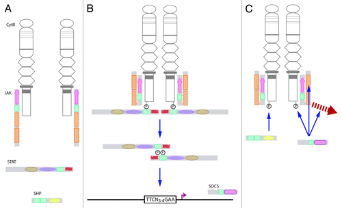 Figure 2. The canonical JAK-STAT pathway. (A) Ligand binding to a cytokine receptor results in dimerization and conformational changes that causes activation of JAKs associated with the Box 1 and Box 2 domains of the receptor intracellular domain. (B)The activated JAK is able to phosphorylate tyrosines on the receptor complex to create docking sites for signaling proteins, such as STATs. These are in turn phosphorylated, and then dimerize and translocate to the nucleus, where they bind to specific sequences in the promoters of responsive genes. (C) The pathway is extinguished by pre-existing SHPs, which serve to dephosphorylate tyrosine residues, or induced SOCSs that can act via several mechanisms, including JAK inhibition, steric interference at STAT docking sites, or mediating degradation of receptor signaling components.