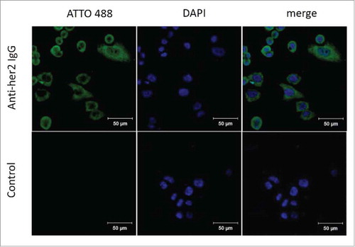Figure 6. Immunostaining of SK-BR-3 breast cancer cells by 6-AM-2-PCA-conjugated anti-Her2 antibodies. (A) Three panels (left to right) represent fluorescence of SK-BR-3 cells stained with modified anti-Her2 Fab followed by DBCO-ATTO 488, nuclei stained with DPAI, and the mergedimage. (B) Three panels (left to right) represent fluorescence of SK-BR-3 cells stained with DBCO-ATTO 488 alone, nuclei stained with DPAI, and the merged image.