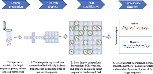 Figure 1 Principle and workflow of ddPCR.