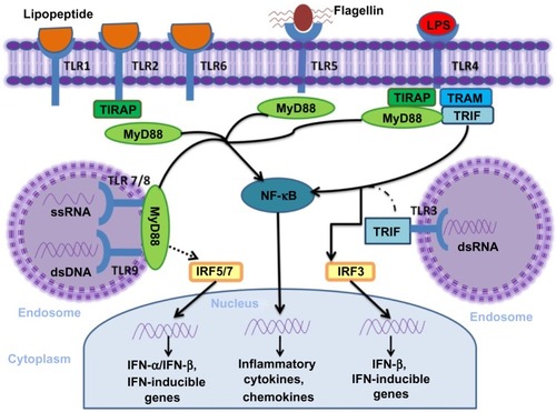 Figure 1 TLR and their major signal adaptors.